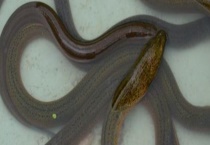 生石灰在黄鳝养殖中的使用 注意生石灰的用量比较严格