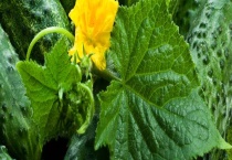 黄瓜叶打卷怎么办？