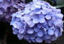 刚移栽绣球花怎么浇水