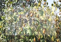 茶油是什么？
