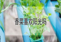 香菜喜欢阳光吗？