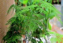 办公室观赏植物文竹怎么修剪 附文竹的生活习性