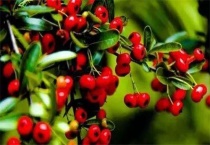 牛奶树学名叫什么？