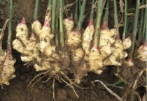 生姜归类于蔬菜的哪一类 附这类蔬菜的介绍