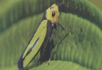 凹缘菱纹叶蝉主要分布在哪 防治方法是什么？