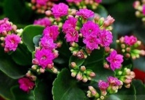 长寿花长白色的小腻虫怎么办？