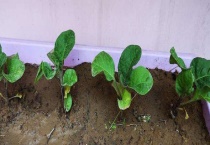 盆栽茄子怎么种植多久？