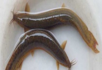 泥鳅养殖池的建造方法 相关材料的准备