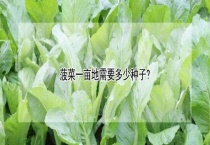 菠菜一亩地需要多少种子？