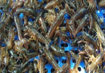 龙虾种苗的价格大概多少 什么时候投放最佳