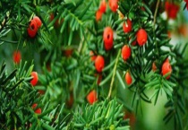 红豆杉苗多少钱一棵？附繁殖多久？