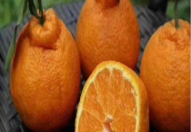 耙耙柑的挑选方法 有哪些技巧