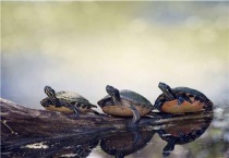 乌龟和王八的区别？