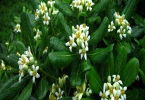 海桐花有毒吗？