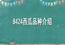 8424西瓜品种介绍