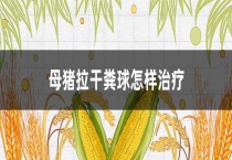 母猪拉干粪球怎样治疗