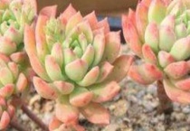 多肉怕太阳晒吗？