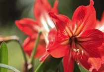 朱顶红一盆几个球