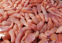 海肠是什么动物