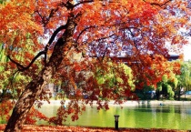 枫树可以种家里吗？