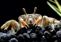 辣椒蟹一般吃什么食物