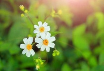 植物不喜欢什么颜色的光