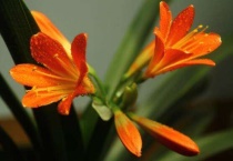 多菌灵泡君子兰根多久？