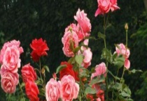 2021年玫瑰多少钱一棵？玫瑰的种植前景怎样？