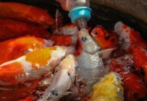 小鱼吃米饭吗？