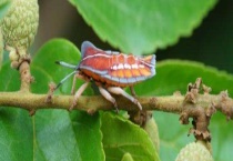 用什么农药防治蝽象 附蝽象的危害特征