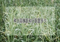 种大蒜株距和行距是多少？