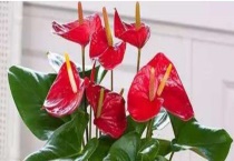 红掌掉叶子怎么办？红掌掉叶子的原因？