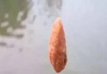 搓饵加雪花粉还是轻麸好？注意事项有哪些？