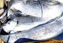 带鱼是淡水鱼还是海鱼 主要分布在哪