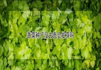 香菜种子没去壳会发芽吗？