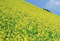 油菜花粉 附形态特征