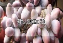 桃美人和桃蛋的区别？