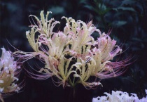 稻草石蒜是彼岸花吗？