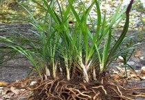 兰花的根是什么样子