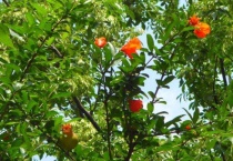 石榴树怎么催芽