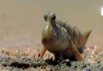 跳跳鱼多少钱一斤 附跳跳鱼的营养价值和食用多久？