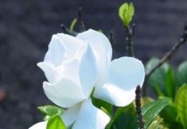 栀子花老叶发黄无光原因？