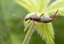 甲板虫怎么灭绝