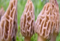 羊肚菌真的有毒吗？附营养价值和吃法