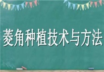 菱角种植技术与多久？