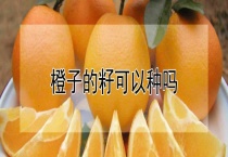 橙子的籽可以种吗？