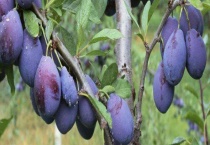 西梅的亩产量是多少 附种植成本及利润