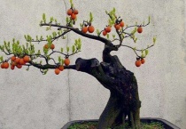 金蛋子母花和公花区别？