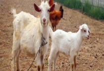 美国白山羊繁殖怎样？