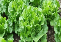 生菜是转基因的吗 附转基因蔬菜的特点